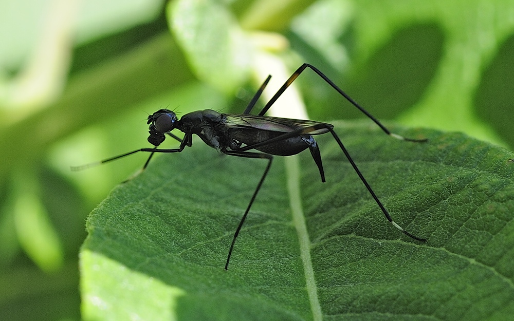 macrophotography