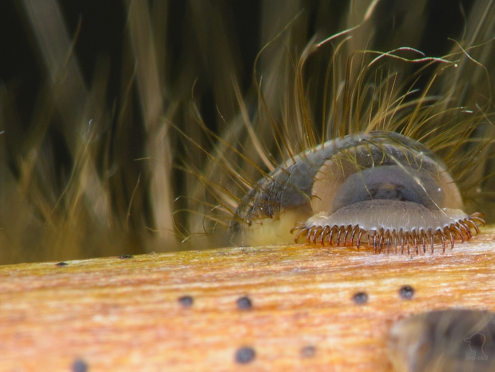 macrophotography