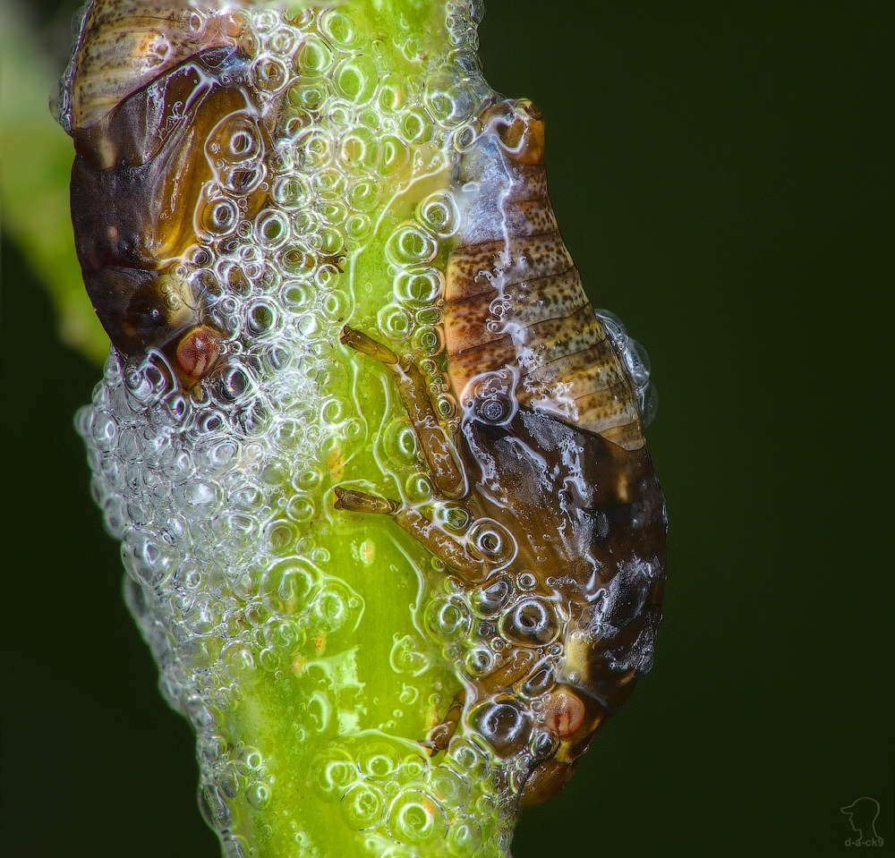 macrophotography