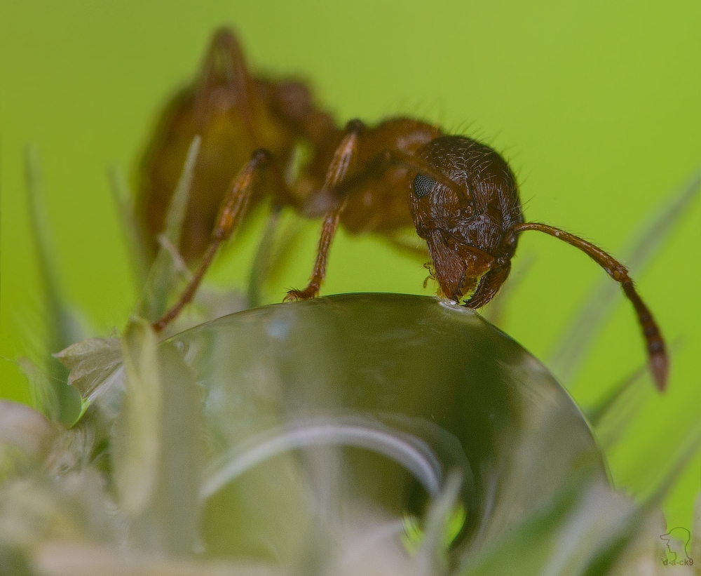 macrophotography